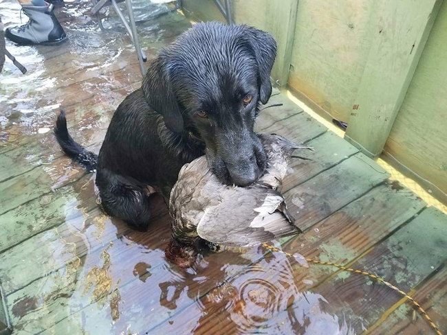 rockport duck hunting